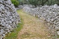Old road, olive grove and stone walls near the city of Cres