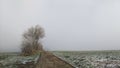 Old road among rapeseed fields in northern Germany in the morning. Trees in hoarfrost Royalty Free Stock Photo