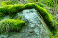 The old rock in the wood moss-grown Royalty Free Stock Photo