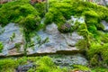 The old rock in the wood moss-grown