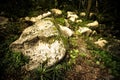 The old rock in the wood moss-grown Royalty Free Stock Photo