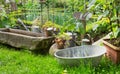 Old romantic farm garden in the summer.