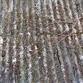 The old roof covering. Dirty slate. Debris and branches on the roof. Close up