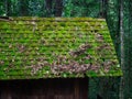 Old roof house with moss covered Royalty Free Stock Photo