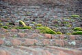 Old roof tiles covered with green moss photography Royalty Free Stock Photo