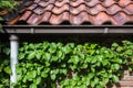 Old roof tiles with green ivy on the wall Royalty Free Stock Photo