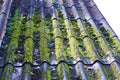 Old roof tiles red brick covered with green moss and blue sky with white clouds, selective focus Royalty Free Stock Photo