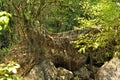 Old root bridge in India Royalty Free Stock Photo