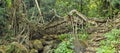 Old root bridge in India Royalty Free Stock Photo