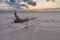 Old root is lying in the sand of the beach in Vejers Strand, Denmark Royalty Free Stock Photo