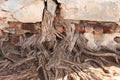 Old root of peepal tree inside walls