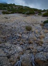 Old root stretching in ground Royalty Free Stock Photo