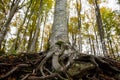 The old roots of a beech tree, seen from below in the woods, engulf and block a boulder, Monte Amiata, Tuscany, Italy Royalty Free Stock Photo