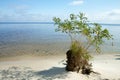 Old roots of a dead tree on the sandy shore near the lake. Clean sandy beach, lake and clouds. Royalty Free Stock Photo