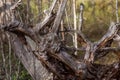 Old roots, a withered tree. Dead tree in national park Royalty Free Stock Photo