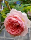 Old rose