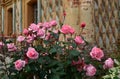 Old rose bush near the wall of the house, old architecture, pink roses Royalty Free Stock Photo