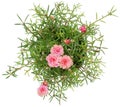 Old rose with light pink strip portulaca grandiflora, Japanese rose, Moss rose, Portulaca rose or Sun plant blooming on the pot. Royalty Free Stock Photo