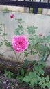 Old rose mrs.BR.Cant overbloom fragrant in garden Royalty Free Stock Photo