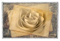 Old rose postcard Royalty Free Stock Photo