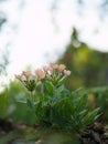 Old rose verbena hybrida blossom flower.