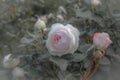 Old roses, retro style.Toned with color pastel filter and soft noise to get old camera effect. Royalty Free Stock Photo