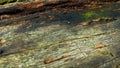 Old rotted and damp wood log with cracks and green moss. Empty space for design and text. Natural wallpaper. No people Royalty Free Stock Photo