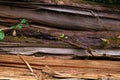 An old rotted log on the forest floor. Rotten logs in the middle of the forest Royalty Free Stock Photo