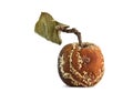 Old rotten apple Royalty Free Stock Photo