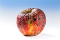 Old rotten apple Royalty Free Stock Photo