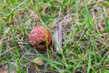 Old rotten crab apples lie on the grass. Fruit rot on apples - Moniliosis. Concept of garden and vegetable garden care, definition Royalty Free Stock Photo