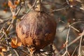 OLD ROTTEN DRY POMEGRANATE STILL ON TREE AFTER PREVIOUS SUMMER