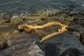 Old rotten hemp rope on the rocky shore. Royalty Free Stock Photo