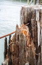 Wooden rotten pillars of an old marina