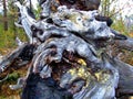 Old rotten root of a fallen tree Royalty Free Stock Photo