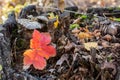 In the old rotten stump in the autumn mushrooms grow and there are a lot of leaves and grass. Royalty Free Stock Photo