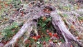 Old rotten stump. Beautiful nature. Green grass. Early autumn