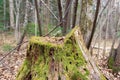 Rotten stump covered with green moss and eaten by ants in a dense wild forest Royalty Free Stock Photo