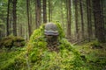 Old rotten stump covered with moss and big polypore mushroom Royalty Free Stock Photo