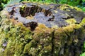 An old rotten stump covered with moss and lichen. Humidity and dampness. Background, texture Royalty Free Stock Photo