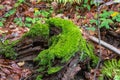 Old rotten stump covered with moss Royalty Free Stock Photo