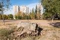 Old rotten stump of the cut tree in the park with modern apartment buildings in the background Royalty Free Stock Photo