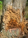 An old rotten stump in the forest Royalty Free Stock Photo