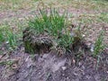 An old rotten stump in a forest glade and young green grass Royalty Free Stock Photo