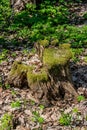 Old rotten stump in the forest Royalty Free Stock Photo