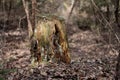 Old rotten stump in the forest in spring Royalty Free Stock Photo