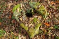 An old rotten stump with a hole in the middle in the moss, among the autumn leaves and grass Royalty Free Stock Photo