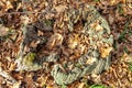 An old rotten stump in the moss and a hole in the middle, in the autumn forest Royalty Free Stock Photo