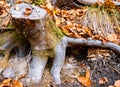 Old tree stump sprinkled with fallen leaves in the autumn forest