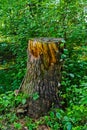 Old rotten stump in the summer forest